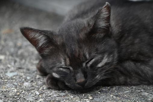 走島の野良ちゃん達 ねむる,癒される,にゃんこの写真素材