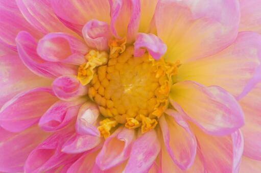 淡い光に包まれたダリアの花心 ダリア,花,接写の写真素材