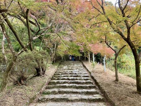 垂裕神社・紅葉（横） 福岡県朝倉市秋月,紅葉,黄葉の写真素材