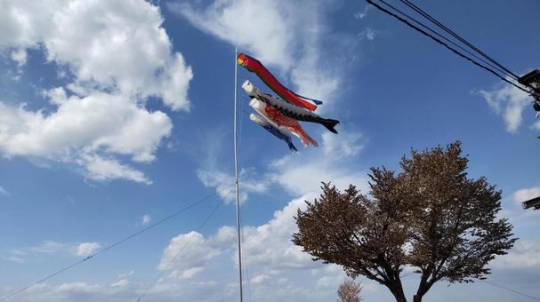 青空に泳ぐこいのぼり 青空に泳ぐこいのぼり こいのぼり,青空,五月の写真素材