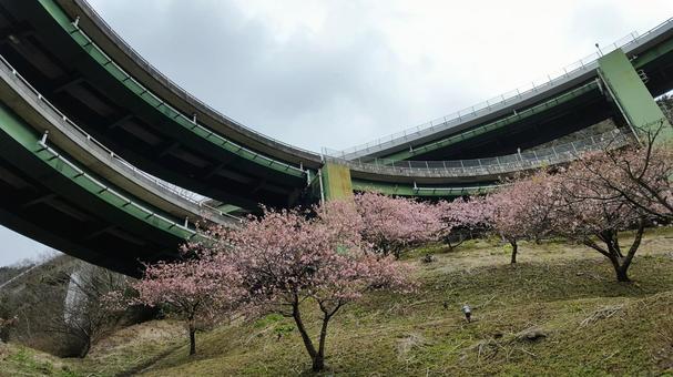 美しいループ橋 美しいループ橋 桜,山,道路の写真素材