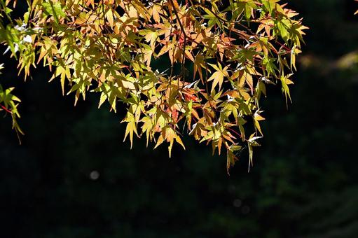 陽射しと紅葉しかけたイロハモミジ イロハモミジ,紅葉,葉の写真素材