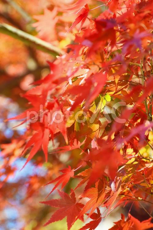 鎌倉の紅葉 紅葉,もみじ,モミジの写真素材