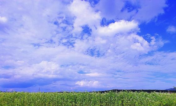 秋の風景/そば畑と空雲 秋の風景/そば畑と空雲の写真