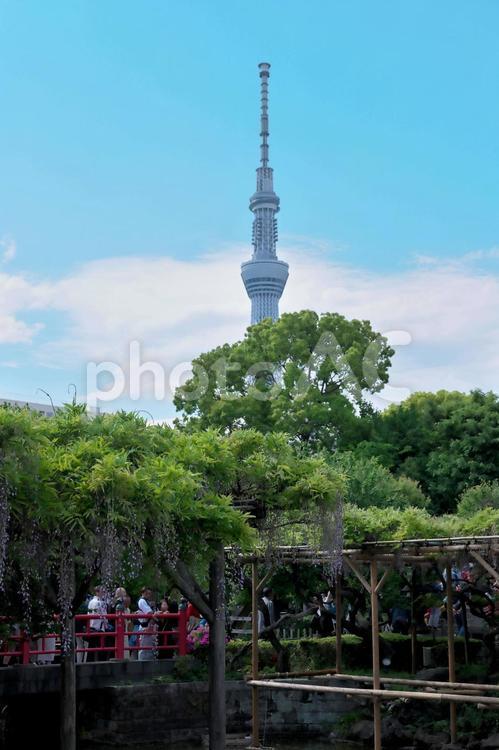 亀戸天神の藤棚とスカイツリー 亀戸天神社,東京都江東区,神社仏閣の写真素材