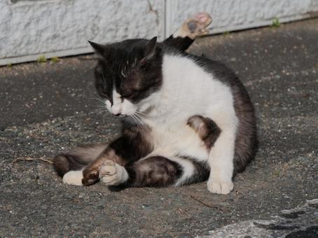 萩市 野良猫 毛づくろい 萩市 野良猫 毛づくろい 野良猫,地域猫,猫の写真素材