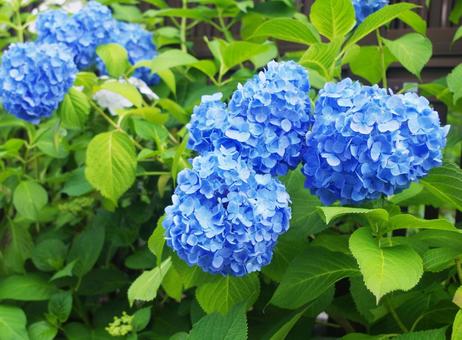 あじさい 紫陽花 花 植物 満開 あじさい 紫陽花 花 植物 満開 の写真