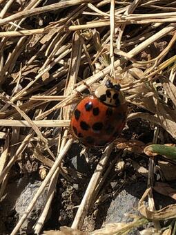 Ladybug 1 Ladybug 1