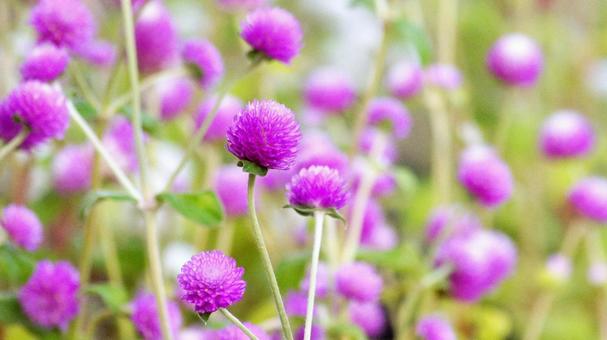 秋の花-329 センニチコウ,千日紅,赤紫色の写真素材