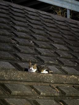 護岸でくつろぐ猫 猫,ねこ,動物の写真素材