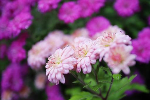 カラフルで美しい菊の花 カラフルで美しい菊の花の写真