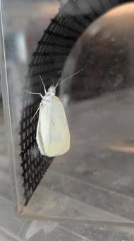 Newly emerged cabbage white butterfly, JPG Newly emerged cabbage white butterfly, JPG