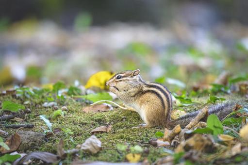 落ち葉の森で食事するエゾシマリス5 落ち葉の森で食事するエゾシマリス5 シマリス,エゾシマリス,リスの写真素材
