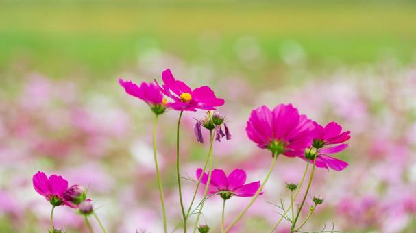 秋風に揺れるピンクのコスモス 秋風に揺れるピンクのコスモス コスモス,花,秋の写真素材