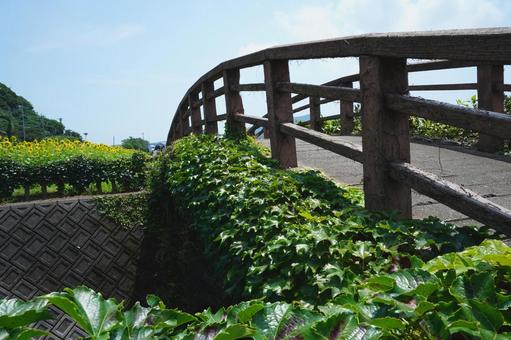 池田湖にかかる小橋と絡みつくツタ植物 池田湖にかかる小橋と絡みつくツタ植物 橋,小橋,つる植物の写真素材