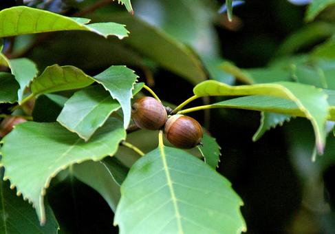 アラカシ アラカシ,粗樫,クロガシの写真素材