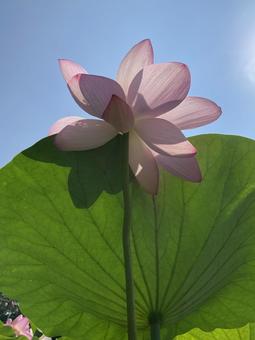 Photo, a lotus, lotus, early summer, 