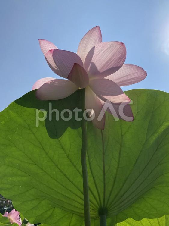 初夏の青空に映えるハスの花 ハス,蓮,初夏の写真素材