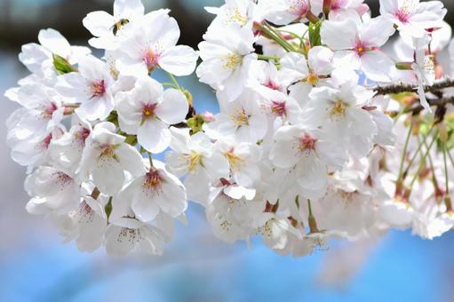 満開の桜と青空 桜,サクラ,花の写真素材