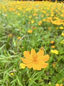 Close-up of yellow cosmos blooming in a flower field, JPG Close-up of yellow cosmos blooming in a flower field, JPG
