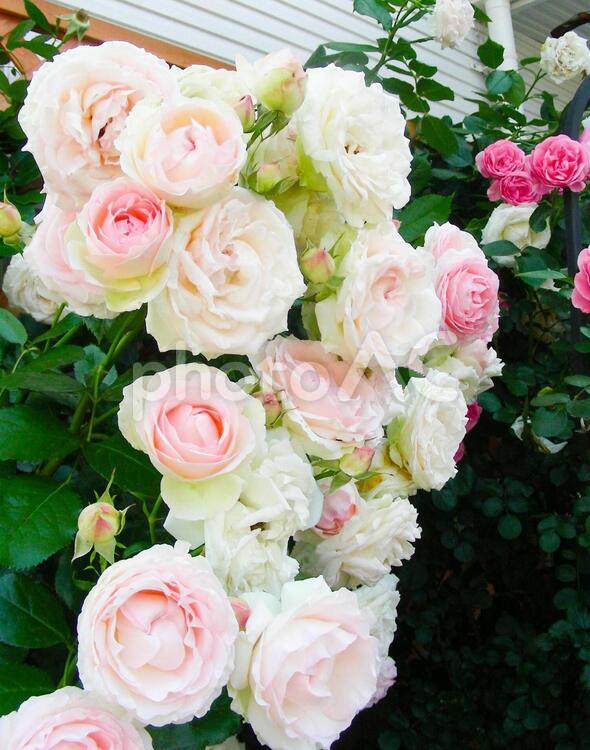 優雅なつるばらピエール　花いっぱい　ピンク バラ,アプリコット,美しいの写真素材