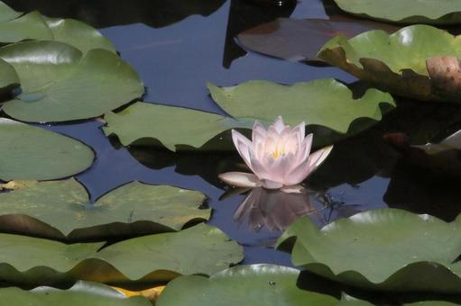 スイレンの花の池 スイレンの花の池の写真