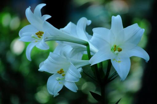 A flower that symbolizes chastity, JPG A flower that symbolizes chastity, lírios, lírio, flor, JPG