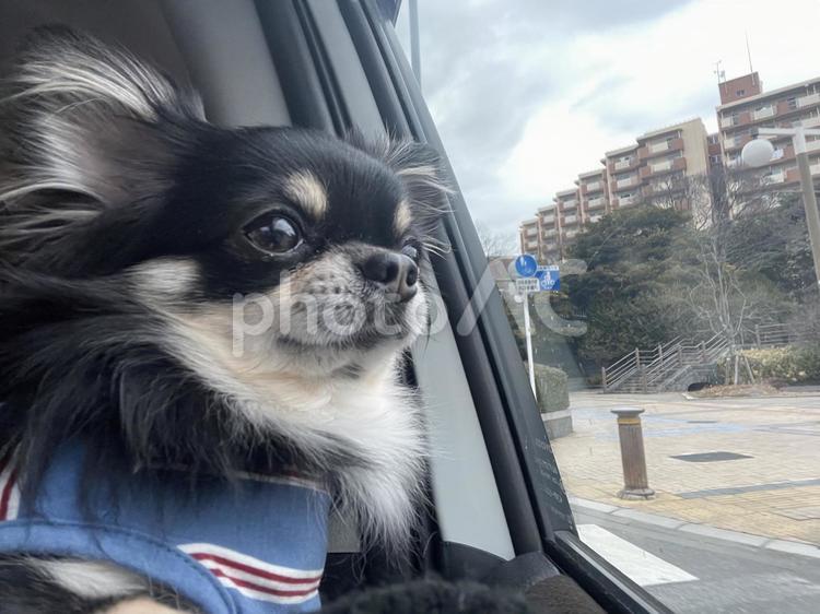 黒チワワ、ドライブ中何かを見つける 犬,チワワ,ちわわの写真素材