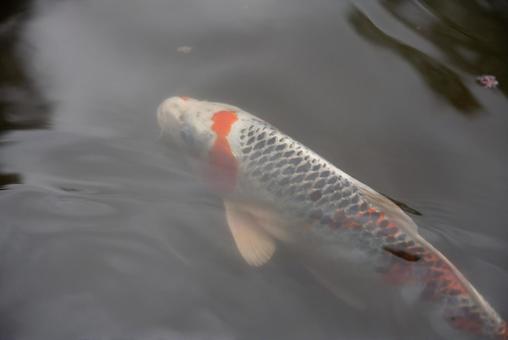 水面を泳ぐ優雅な錦鯉 錦鯉,鯉,魚の写真素材