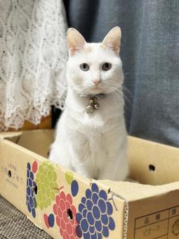 25_1111_白猫02の写真