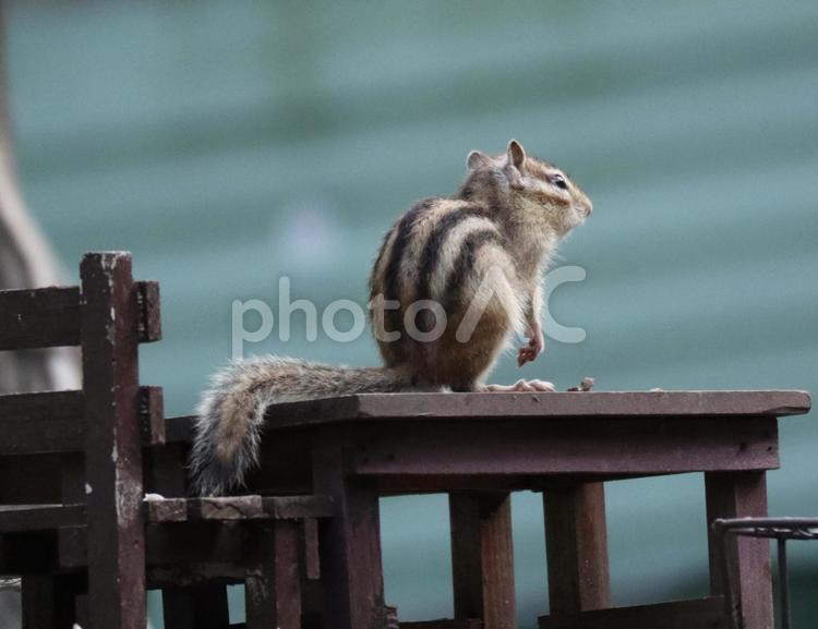 エゾシマリス シマリス,しまりす,北海道の写真素材