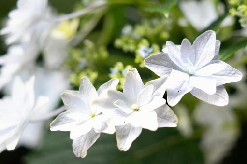 白いガクアジサイの花 白いガクアジサイの花の写真
