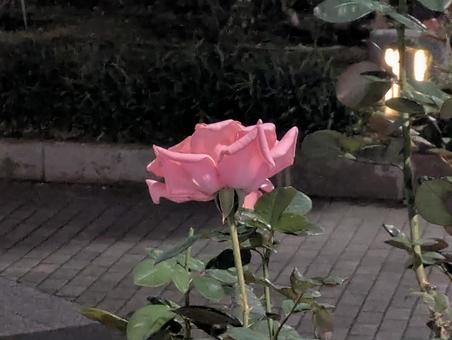 薔薇 薔薇の写真