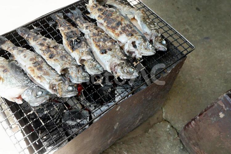 炭火で焼くマスの塩焼き マス,塩焼き,魚の写真素材