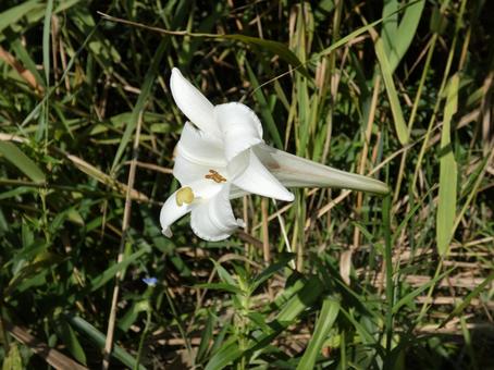 ササユリ ササユリ ユリ,ササユリ,野草の写真素材