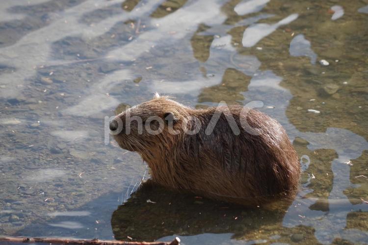 人が居ても平気で上陸してくるヌートリア ヌートリア,害獣,生き物の写真素材