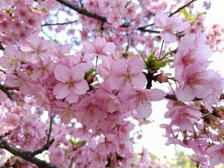 河津桜と空 河津桜と空の写真