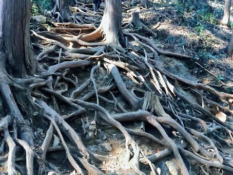 日和田山男坂の木の根 日和田山,男坂,木の根の写真素材