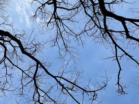 シルエットになった枝を下から眺めるの写真