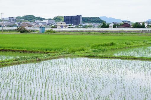 水田の風景 水田の風景の写真
