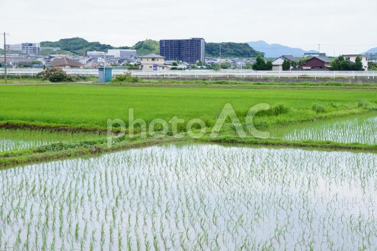 水田の風景 稲,風景,景色の写真素材
