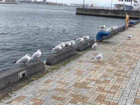カモメたち カモメたちの写真