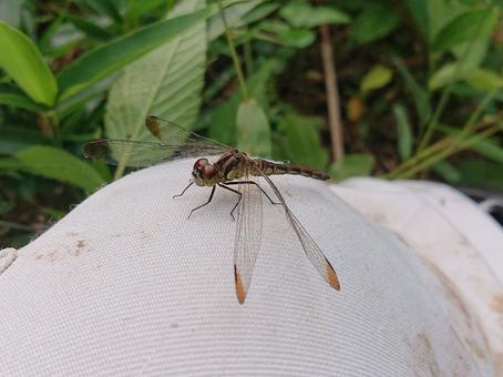 マユタテアカネ 昆虫,赤トンボ,赤とんぼの写真素材