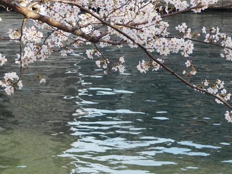桜と川 桜と川の写真