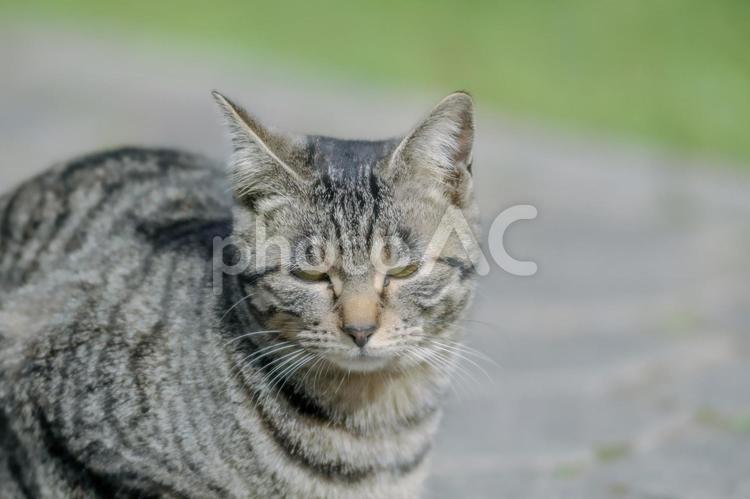 不貞腐れたネコ　横写真 猫,ねこ,ネコの写真素材