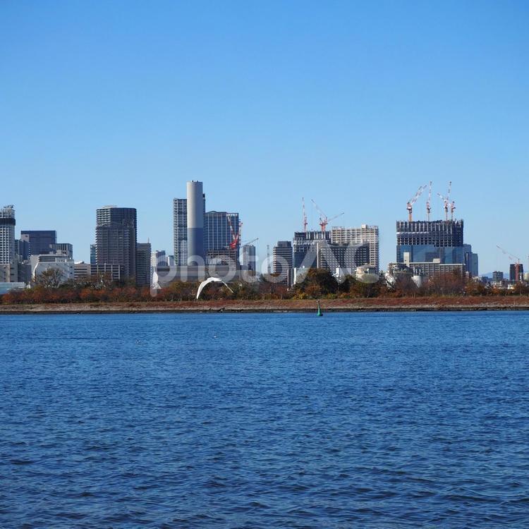 ユリカモメ＆対岸のビル群（東京都お台場） 冬,ユリカモメ,対岸の写真素材