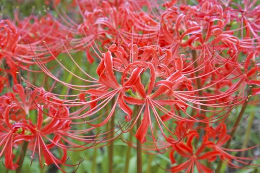 彼岸花④ 彼岸花④の写真