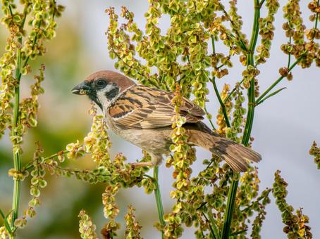 枝にとまるスズメ スズメ,雀,鳥の写真素材