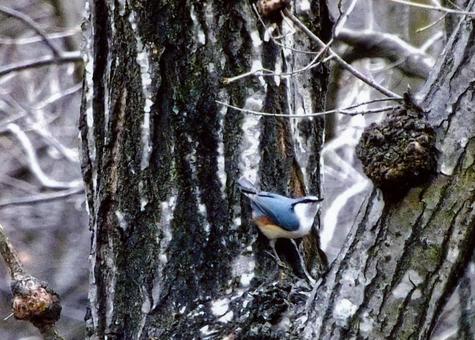 木の幹にとまるゴジュウカラ 木の幹にとまるゴジュウカラの写真