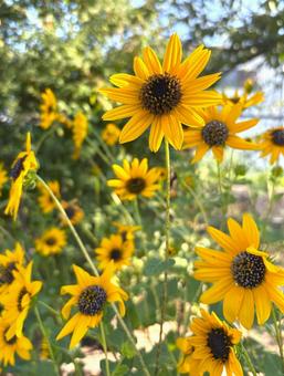 花壇に咲くルドベキアの花 花壇に咲くルドベキアの花の写真